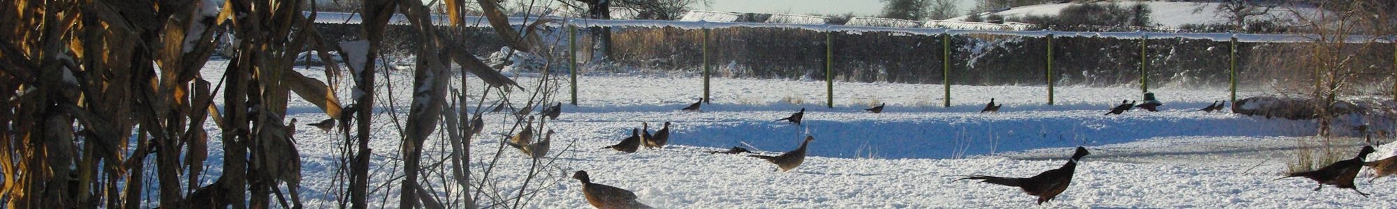 Heart of England Farms - Breeders of Quality Game Stock